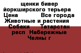 щенки бивер йоркширского терьера › Цена ­ 8 000 - Все города Животные и растения » Собаки   . Татарстан респ.,Набережные Челны г.